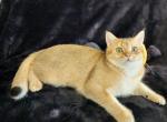 Hero - Scottish Straight Cat For Sale - New York, NY, US