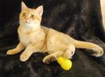 Vegas - Scottish Straight Cat For Sale - New York, NY, US