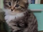 Baron - Siberian Cat For Sale - New York, NY, US