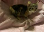 Abby - Munchkin Cat For Sale - FL, US