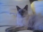 Blue Point Siamese - Siamese Cat For Adoption - Dunn, NC, US