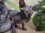 Sold - Sphynx Cat For Sale - Boston, MA, US