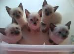 Siamese Litter - Siamese Cat For Sale - Dunn, NC, US