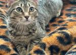 Bonnie - American Shorthair Cat For Adoption - Albany, NY, US