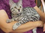 Savannah F3 Silver Male Kitten - Savannah Cat For Sale - New Holland, PA, US