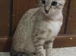 F3 Savannah Snow Male Kitten Available Now - Savannah Cat For Sale - New Holland, PA, US