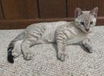 Savannah F3 Male Snow Kitten Available - Savannah Cat For Sale - New Holland, PA, US