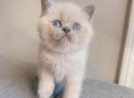 Scottish straight blue point female kitten - Scottish Fold Cat For Sale - Athens, GA, US