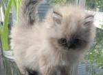 Gorgeous Dollface Persian kitten - Persian Cat For Sale - Seymour, CT, US