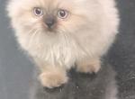 Teddy bear Dollface Persian kitten - Persian Cat For Sale - Seymour, CT, US