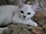 Breenah x Itty litter - Burmilla Cat For Sale - Spokane, WA, US