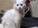 Mozzy - Maine Coon Cat For Sale - Fredericksburg, PA, US