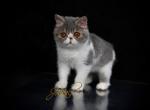 Jovial's Fabio - Exotic Cat For Sale - Newburgh, NY, US