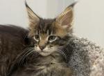 Marvel - Maine Coon Cat For Sale - NY, US