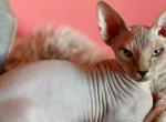 Canadian Sphynxs - Sphynx Cat For Sale - Brooklyn, NY, US