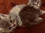 Munchkin Scottish Fold Babies - Munchkin Cat For Sale - Rapid City, SD, US
