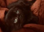 Scottish Fold Munchkin Babies - Scottish Fold Cat For Sale - Rapid City, SD, US