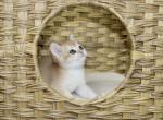 British shorthair golden shaded NY12 - British Shorthair Cat For Sale - Rancho Cucamonga, CA, US