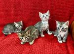 Savannah F6 SBT boys - Savannah Cat For Sale - NY, US