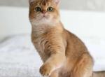 Caramel - British Shorthair Cat For Sale - Pompano Beach, FL, US