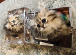 CFA Victoria and Francis - Persian Cat For Sale - Pensacola, FL, US