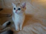 CANDY - British Shorthair Cat For Sale - San Mateo, CA, US