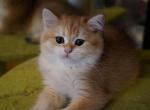MARCELL - British Shorthair Cat For Sale - 