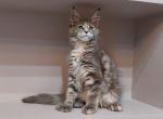 Efa Polydactyl - Maine Coon Cat For Sale - Miami, FL, US