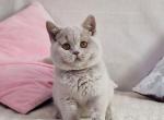 Szaza - British Shorthair Cat For Sale - Miami, FL, US