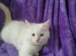 Ragdoll kittens - Ragdoll Cat For Sale - Jacksonville, NC, US
