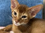 Simba - Abyssinian Cat For Sale - Brooklyn, NY, US