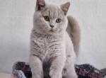 Toledo - British Shorthair Cat For Sale - Miami, FL, US