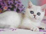 Amurchik - British Shorthair Cat For Sale - Miami, FL, US