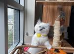 Viola - Ragdoll Cat For Sale - New York, NY, US