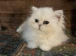 Girl Persian - Persian Cat For Sale - Williamsburg, VA, US