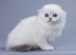 Kuc - Scottish Fold Cat For Sale - Hollywood, FL, US