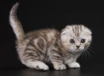 Vilura - Munchkin Cat For Sale - Hollywood, FL, US