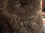 New baby Persians - Persian Cat For Sale - Norwalk, CT, US