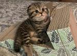 Lusiy - Scottish Fold Cat For Sale - Philadelphia, PA, US