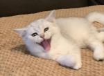 Vasil - Scottish Fold Cat For Sale - Philadelphia, PA, US