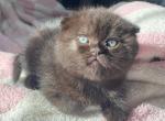 Black Scottish fold female kitty - Scottish Fold Cat For Sale - Athens, GA, US