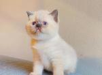 Seal point Scottish straight female kitten - Scottish Fold Cat For Sale - Athens, GA, US