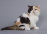 Silema - British Shorthair Cat For Sale - Norwalk, CT, US