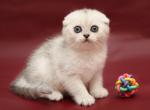 Qwora Scottish fold - Scottish Straight Cat For Sale - Norwalk, CT, US