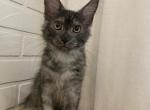 Colin - Maine Coon Cat For Sale - NY, US