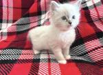 Mitten Ragdoll Kitten - Ragdoll Cat For Sale - Phoenix, AZ, US