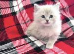 Female Ragdoll - Ragdoll Cat For Sale - Phoenix, AZ, US