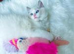 Leo - Ragdoll Cat For Sale - State College, PA, US