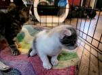 Kalis scottish folds - Scottish Fold Cat For Sale - Denver, CO, US