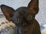 Binx - Sphynx Cat For Sale - Canton, GA, US